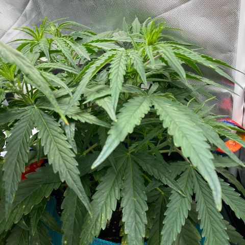 Blue Cheese Auto growlog timeline photo