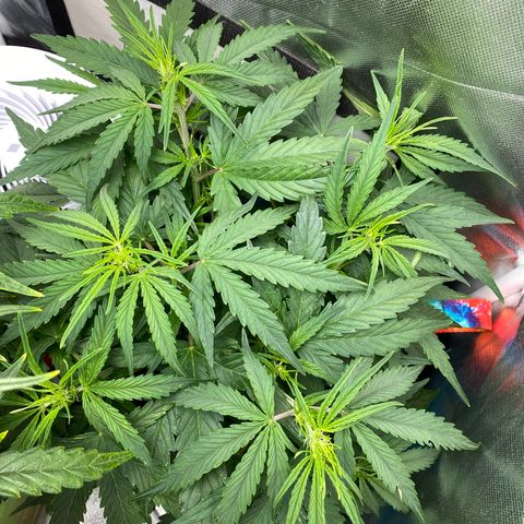 Blue Cheese Auto growlog timeline photo