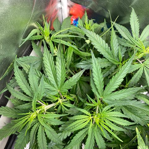 Blue Cheese Auto growlog timeline photo