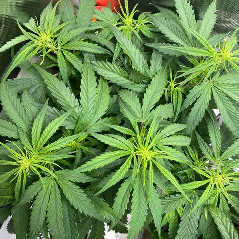 Blue Cheese Auto growlog timeline photo