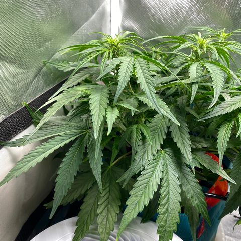 Blue Cheese Auto growlog timeline photo