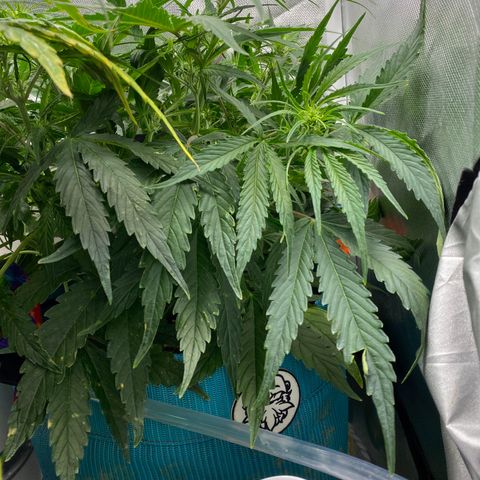 Blue Cheese Auto growlog timeline photo