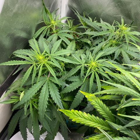 Blue Cheese Auto growlog timeline photo