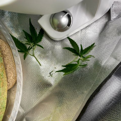 Blue Cheese Auto growlog timeline photo