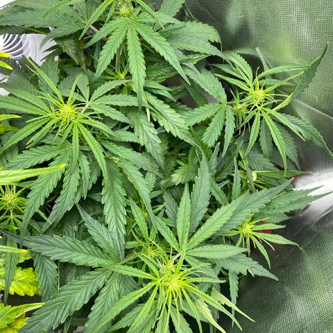 Blue Cheese Auto growlog timeline photo