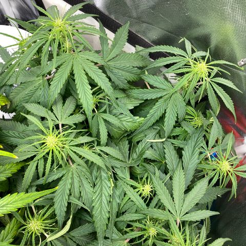 Blue Cheese Auto growlog timeline photo