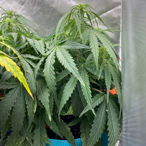 Blue Cheese Auto growlog timeline photo