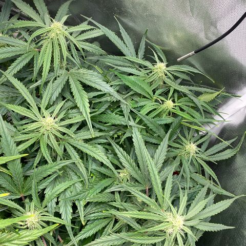 Blue Cheese Auto growlog timeline photo