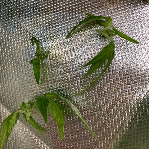 Blue Cheese Auto growlog timeline photo
