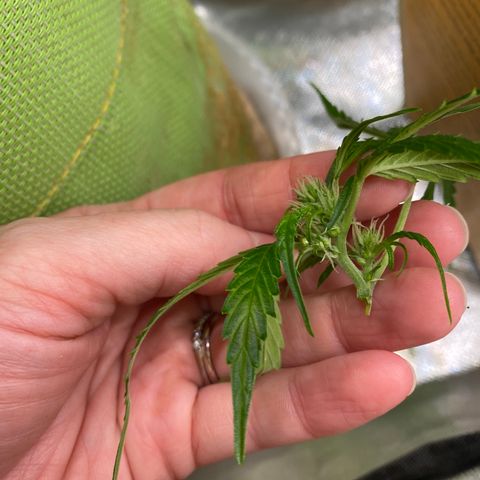 Blue Cheese Auto growlog timeline photo
