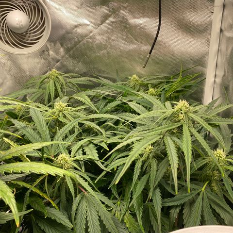 Blue Cheese Auto growlog timeline photo