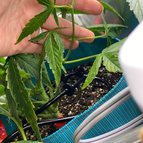 Blue Cheese Auto growlog timeline photo