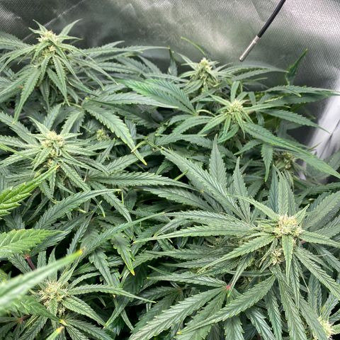 Blue Cheese Auto growlog timeline photo