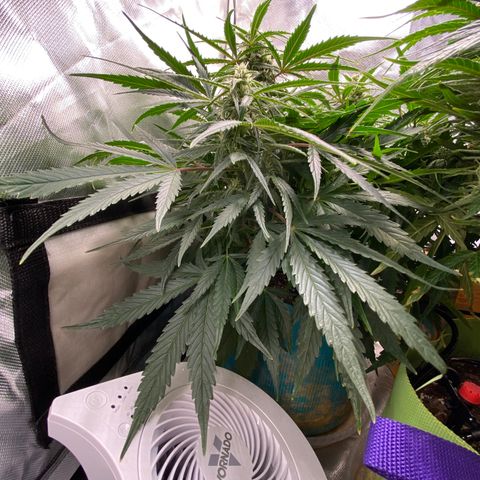 Blue Cheese Auto growlog timeline photo