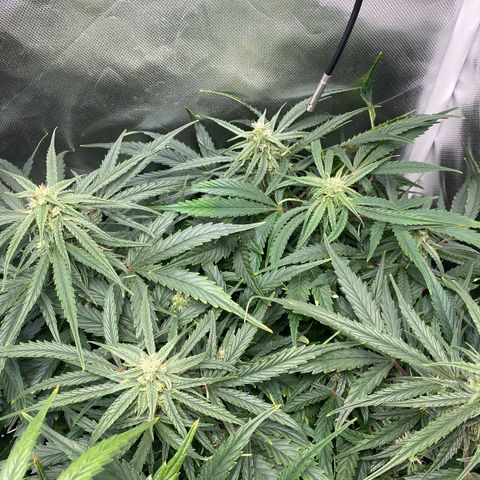 Blue Cheese Auto growlog timeline photo