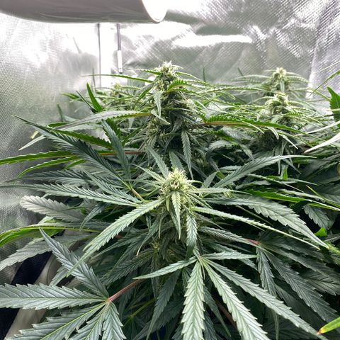 Blue Cheese Auto growlog timeline photo