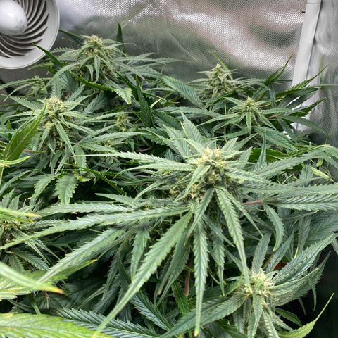 Blue Cheese Auto growlog timeline photo