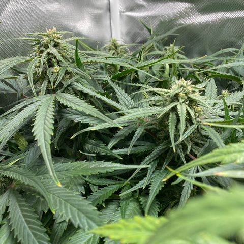 Blue Cheese Auto growlog timeline photo