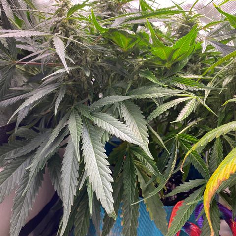 Blue Cheese Auto growlog timeline photo