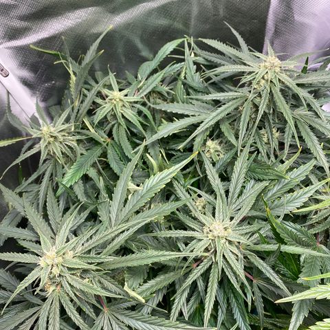 Blue Cheese Auto growlog timeline photo
