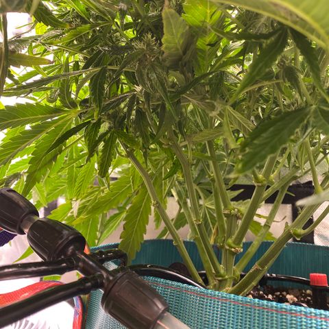 Blue Cheese Auto growlog timeline photo