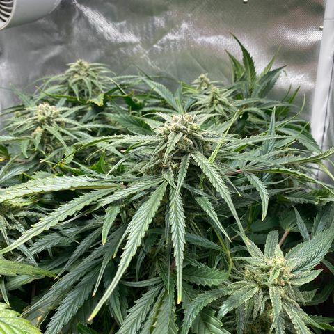 Blue Cheese Auto growlog timeline photo