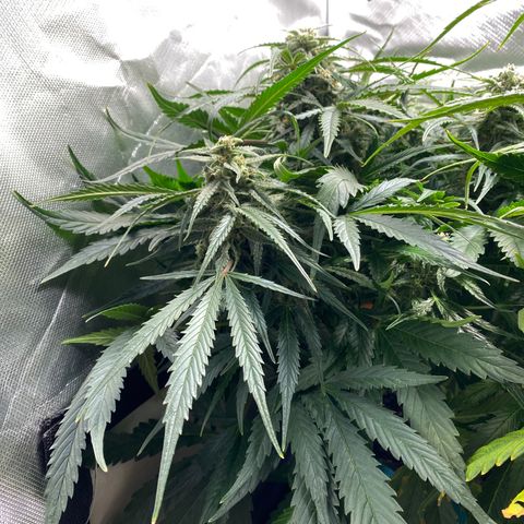Blue Cheese Auto growlog timeline photo