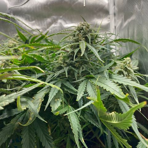 Blue Cheese Auto growlog timeline photo