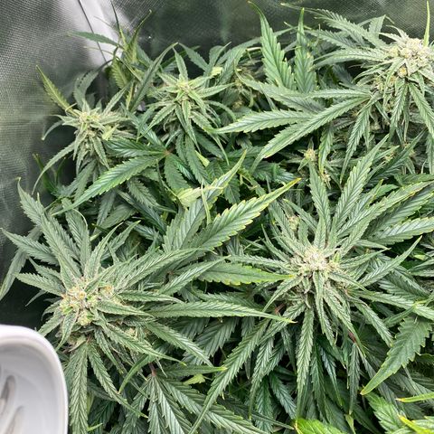 Blue Cheese Auto growlog timeline photo