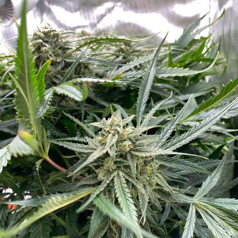 Blue Cheese Auto growlog timeline photo