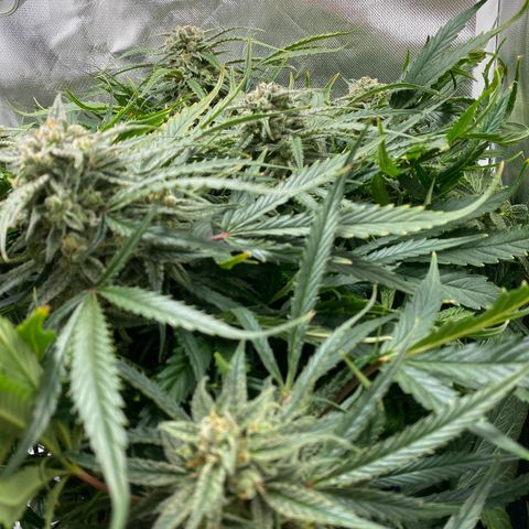 Blue Cheese Auto growlog timeline photo