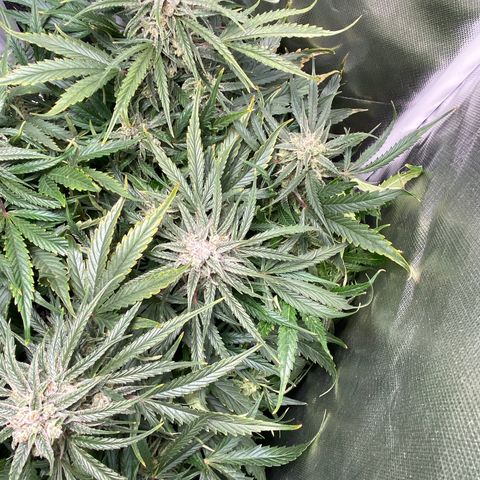 Blue Cheese Auto growlog timeline photo