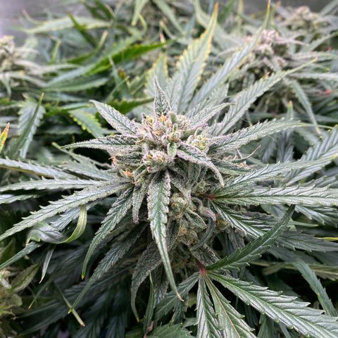 Blue Cheese Auto growlog timeline photo