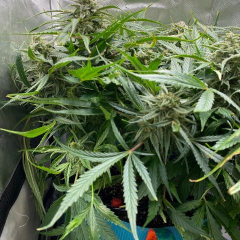 Blue Cheese Auto growlog timeline photo