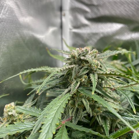 Blue Cheese Auto growlog timeline photo