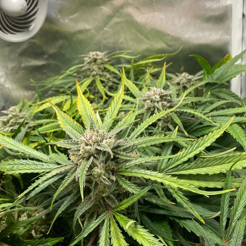 Blue Cheese Auto growlog timeline photo