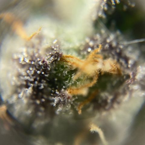 Blue Cheese Auto growlog timeline photo