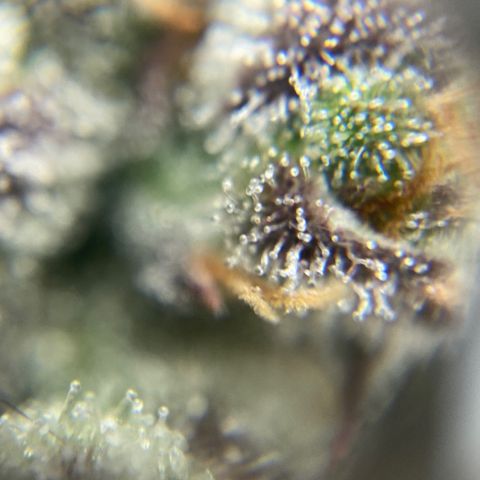 Blue Cheese Auto growlog timeline photo