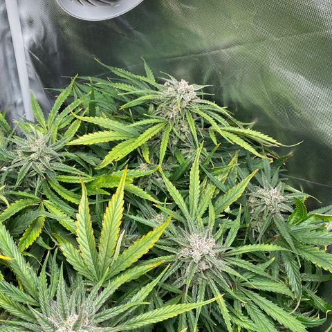 Blue Cheese Auto growlog timeline photo