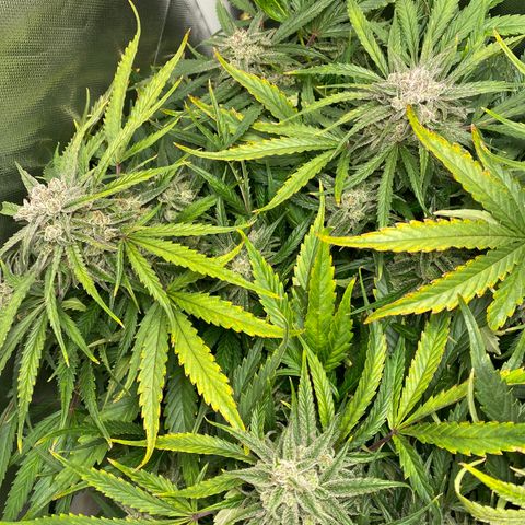 Blue Cheese Auto growlog timeline photo