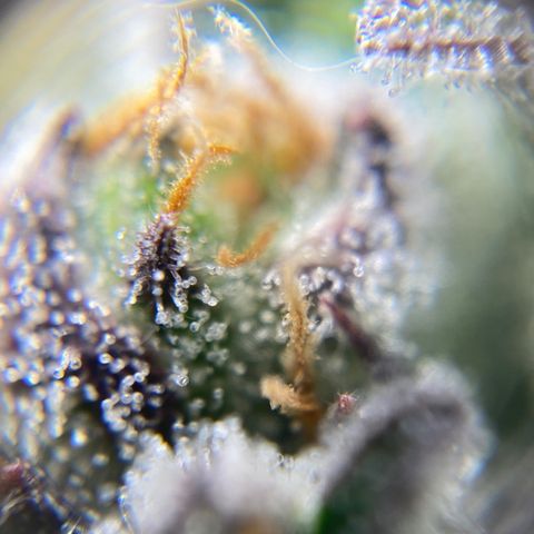Blue Cheese Auto growlog timeline photo