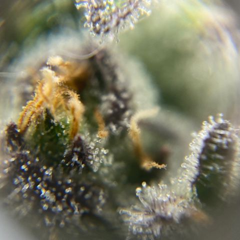 Blue Cheese Auto growlog timeline photo