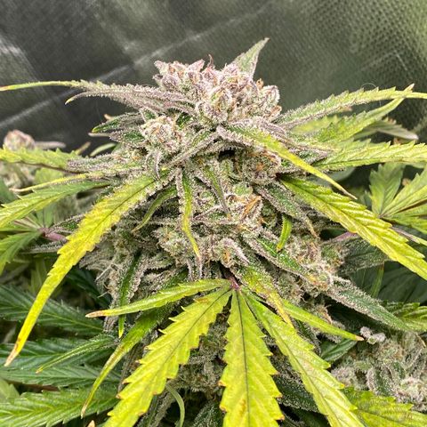 Blue Cheese Auto growlog timeline photo