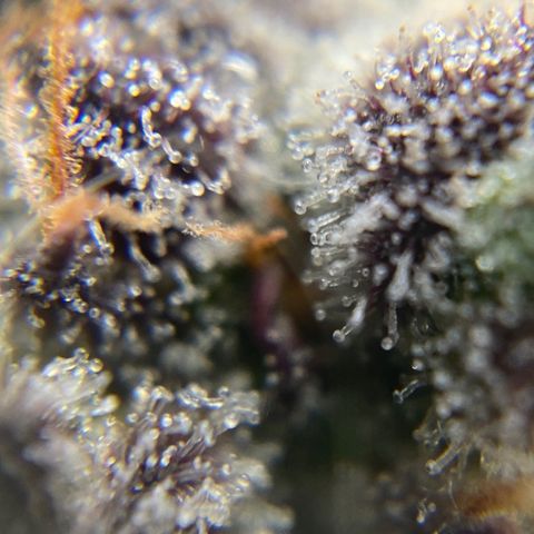 Blue Cheese Auto growlog timeline photo