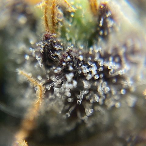 Blue Cheese Auto growlog timeline photo