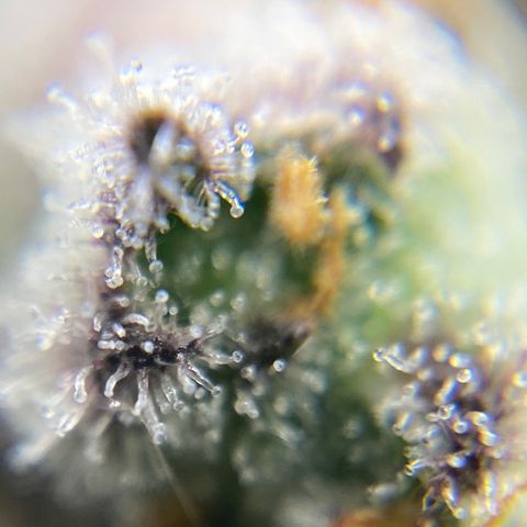 Blue Cheese Auto growlog timeline photo