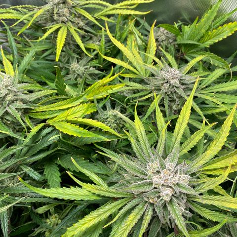 Blue Cheese Auto growlog timeline photo