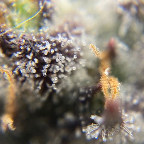 Blue Cheese Auto growlog timeline photo