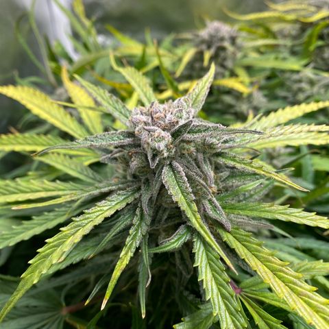 Blue Cheese Auto growlog timeline photo