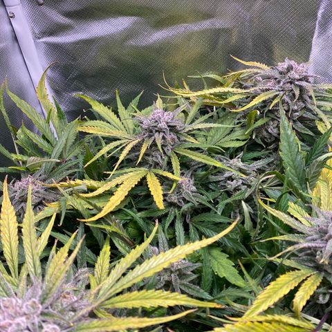 Blue Cheese Auto growlog timeline photo